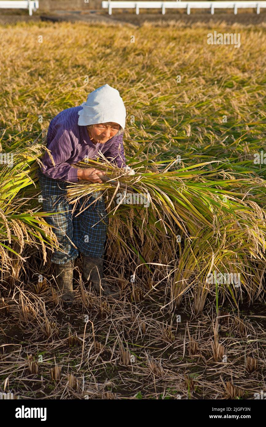 An elderly woman cuts rice stalks at harvest in rural Kumamoto, Kyushu ...