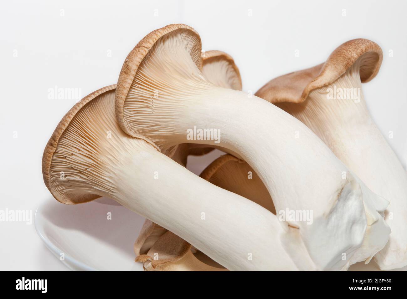 French horn mushroom hires stock photography and images Alamy