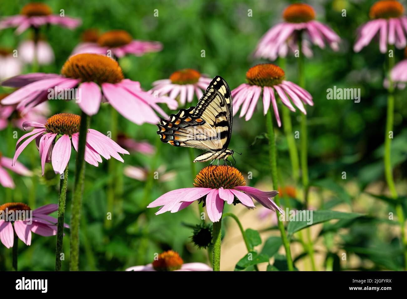 Eastern Tiger Swallowtail butterfly in a meadow of Echinacea flowers.  They are strong fliers, soaring high in trees, Stock Photo