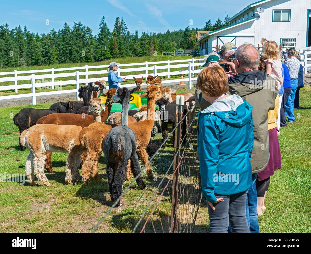 Washington, San Juan Island, Krystal Acres Alpaca Farm, owner making presentation to visitors Stock Photo