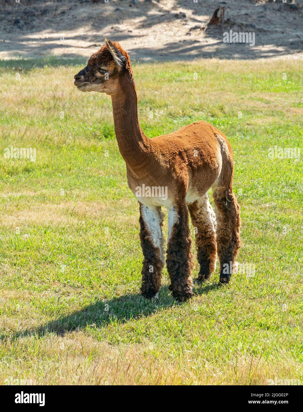 Washington, San Juan Island, Krystal Acres Alpaca Farm Stock Photo