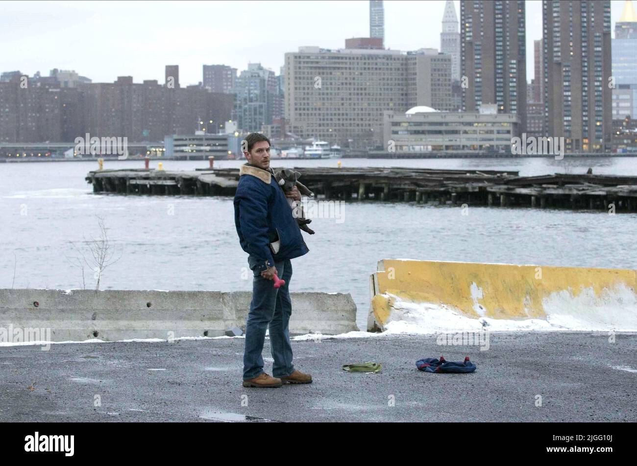 TOM HARDY, THE DROP, 2014 Stock Photo - Alamy