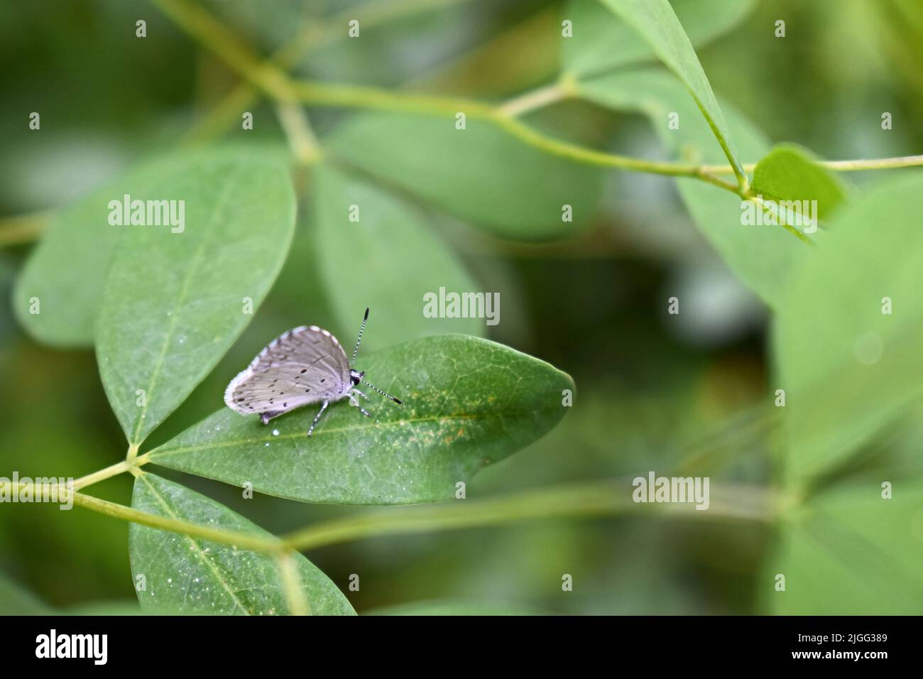 An celastrina butterfly perched on a leaf. Stock Photo