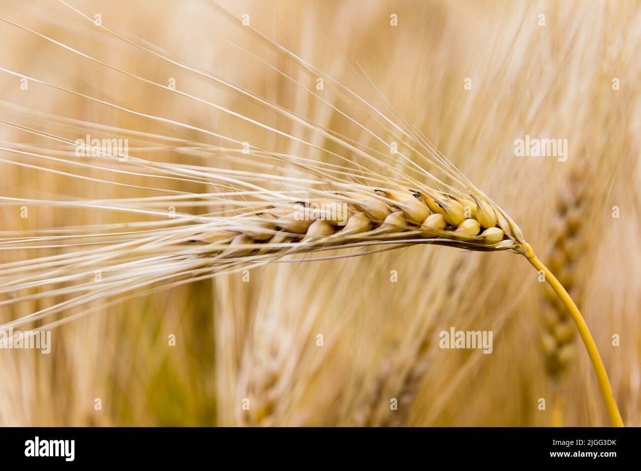 wheat field, close up of wheat spike Stock Photo