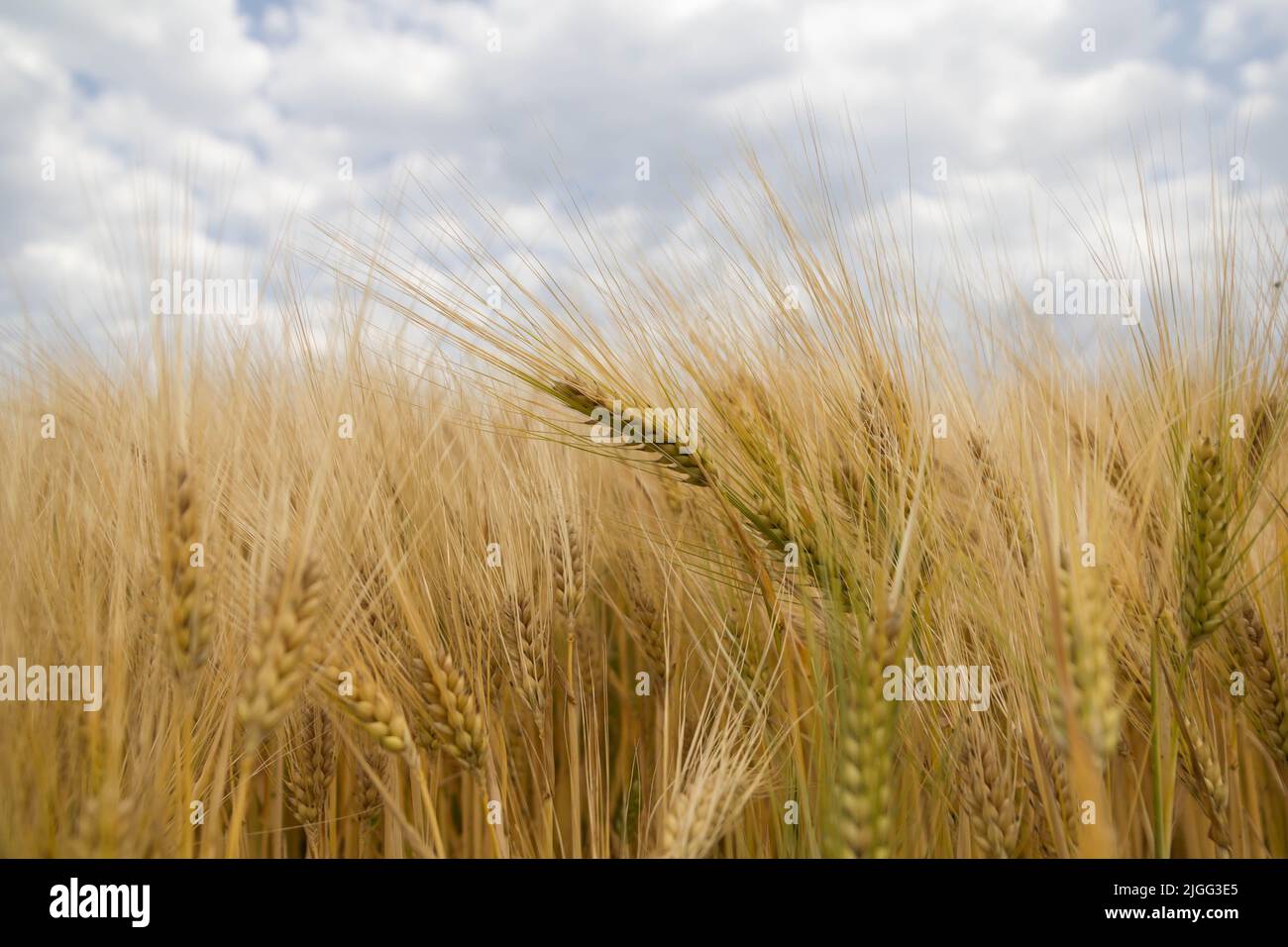 Wheat field, harvest concept with dramatic sky Stock Photo