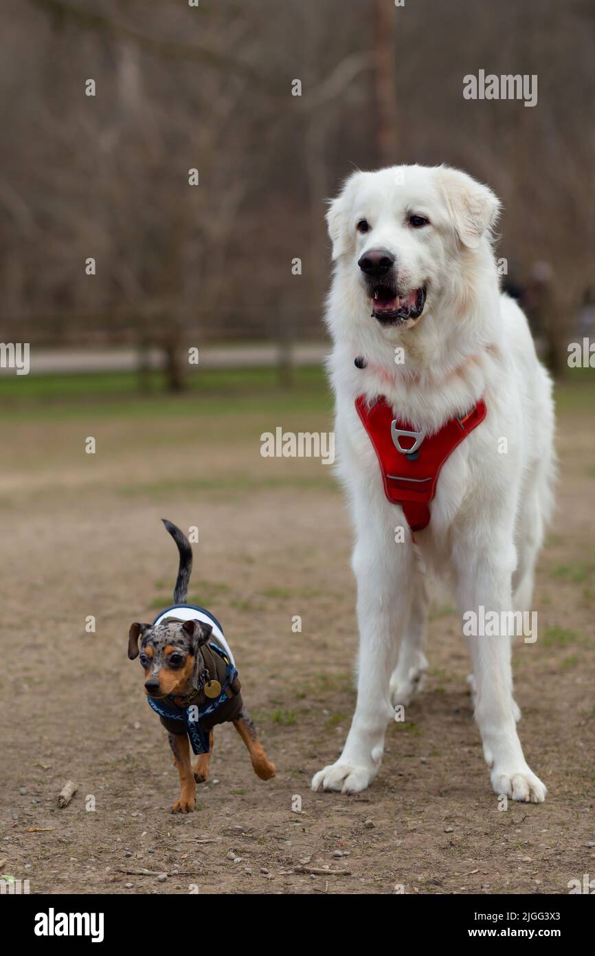 Great Pyrenees mix and Chihuahua Pinscher mix - brother and sister Stock Photo