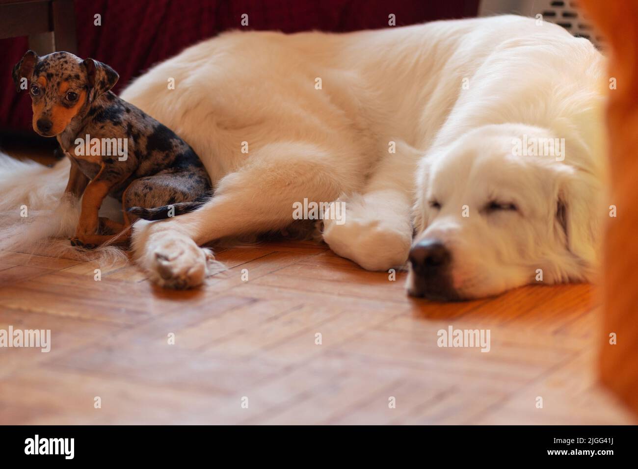 Great Pyrenees mix and Chihuahua Pinscher mix - brother and sister Stock Photo