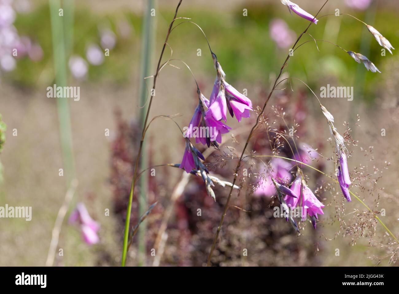 https://c8.alamy.com/comp/2JGG43K/close-up-of-angels-fishing-rod-flowers-dierama-pulcherrimum-growing-in-a-british-garden-2JGG43K.jpg