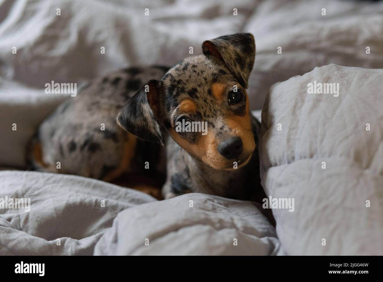 Merle pinscher clearance
