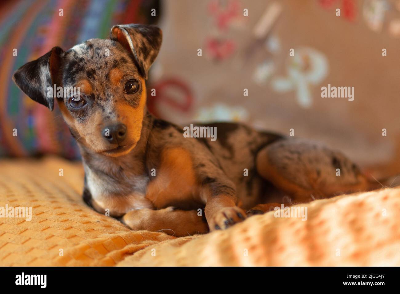 Merle pinscher hotsell