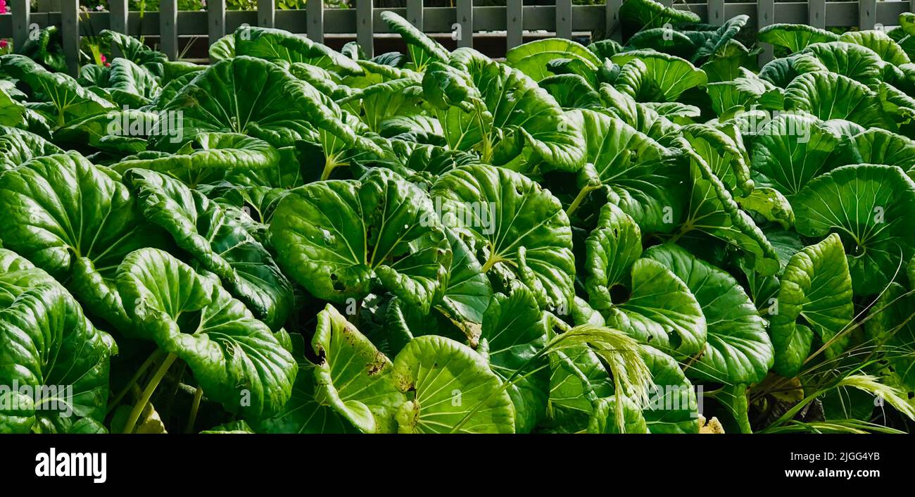 A scenic view of the giant leopard plant (Farfugium Japonicum) growing in a garden Stock Photo