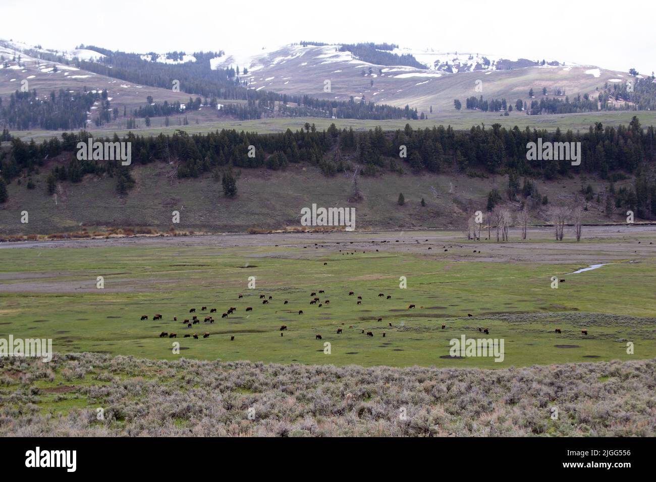 Bison graze in the scenic and snowy Lamar Valley of Yellowstone NP, WY, USA, pre-flooding/park closure, 5/22. Stock Photo