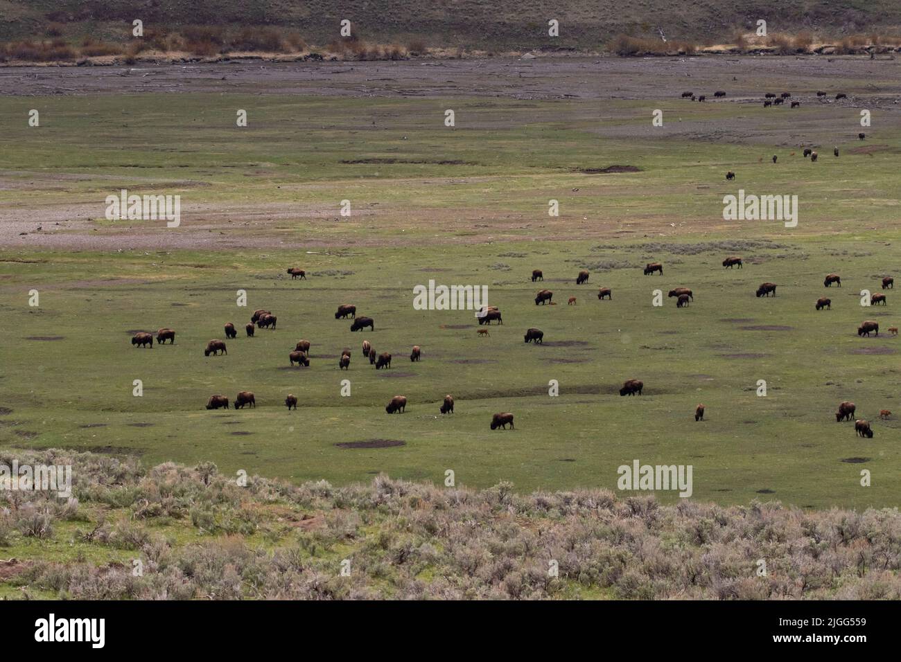 A bison herd, Bison bison, grazing in the scenic Lamar Valley of Yellowstone NP, WY, USA during pre-flood, park closure, 5/22. Stock Photo
