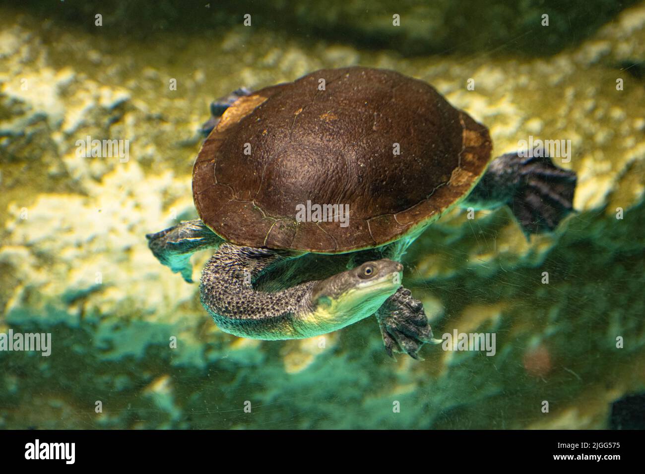 A closeup of an Austro-South American side-neck turtle (Chelidae) swimming in the water Stock Photo