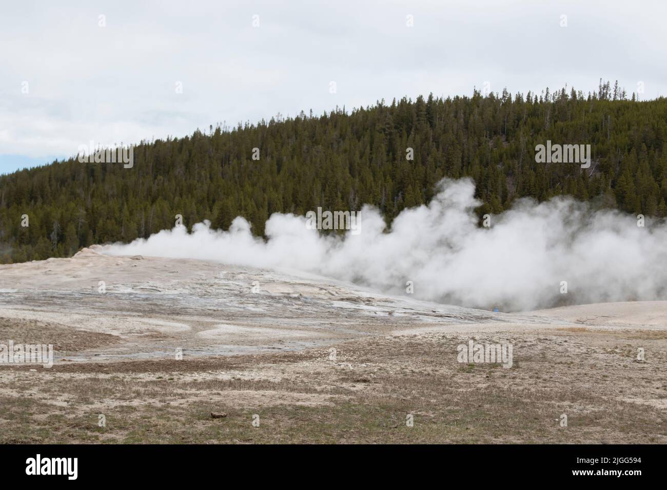 Old Faithful geyser beginning to erupt on a cloudy, cold and windy May morning at Yellowstone NP, WY, USA Stock Photo