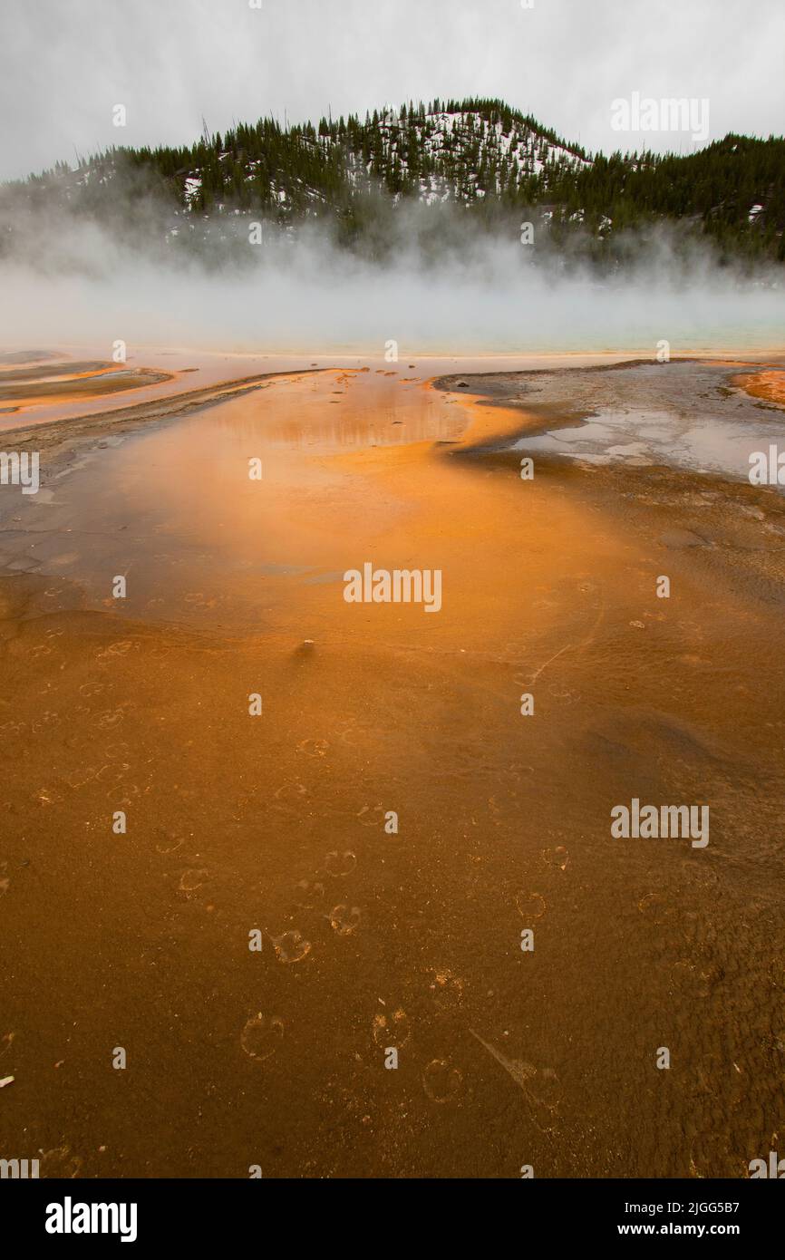 The Grand Prismatic Spring on a cold, steamy mid-May morning at Midway Geyser Basin, Yellowstone NP, WY, USA. Stock Photo