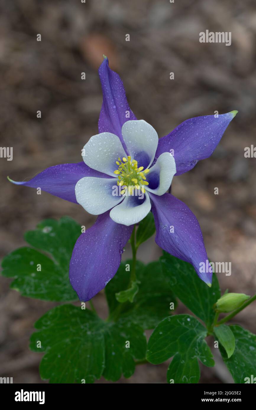Colorful Blue Columbine flower, Aquilegia coerulea, Ranunculaceae. Stock Photo