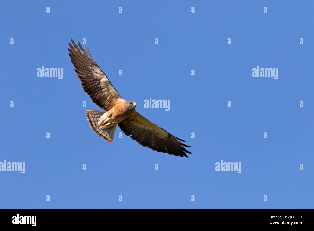 An intermediate adult Swainson's Hawk, Buteo swainsoni, soars over California's San Joaquin Valley. Stock Photo