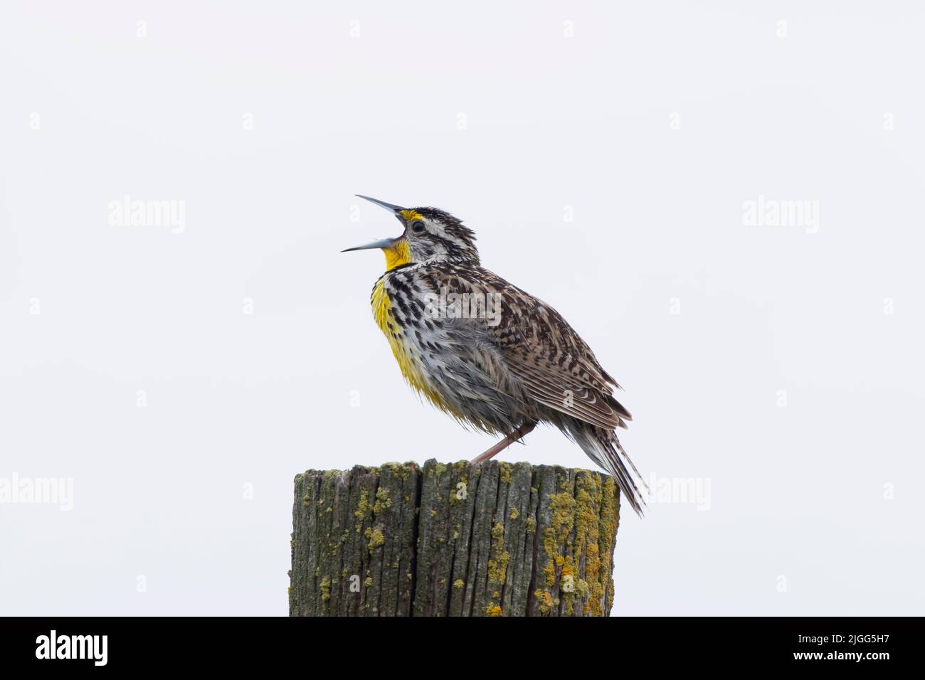 An adult Western Meadowlark, Sturnella neglecta, singing from its territorial perch at the San Luis NWR, CA, USA. Stock Photo