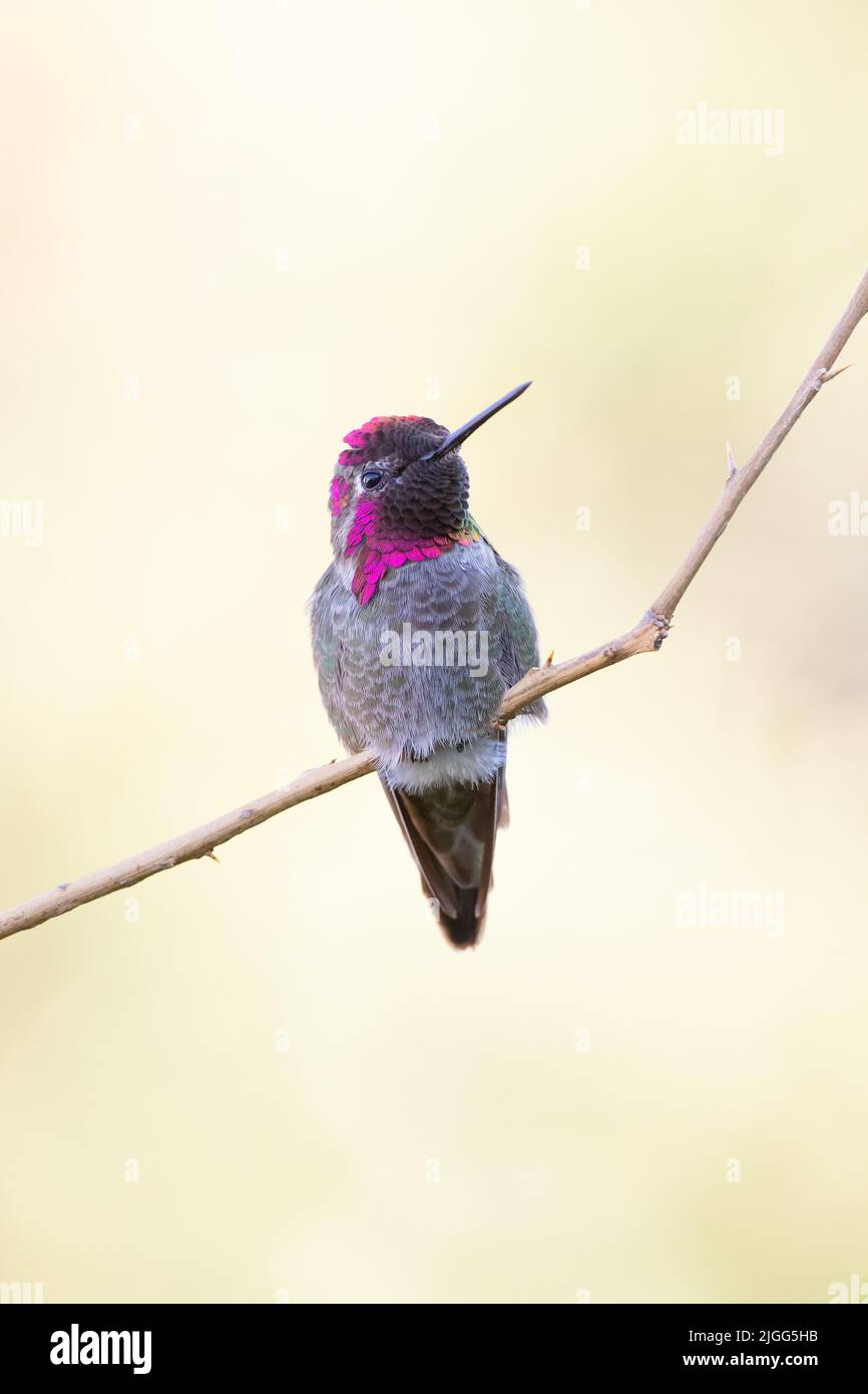 Colorful male Anna's Hummingbird, Calypte anna, perced on breeding territory in the San Joaquin Valley, CA. Stock Photo