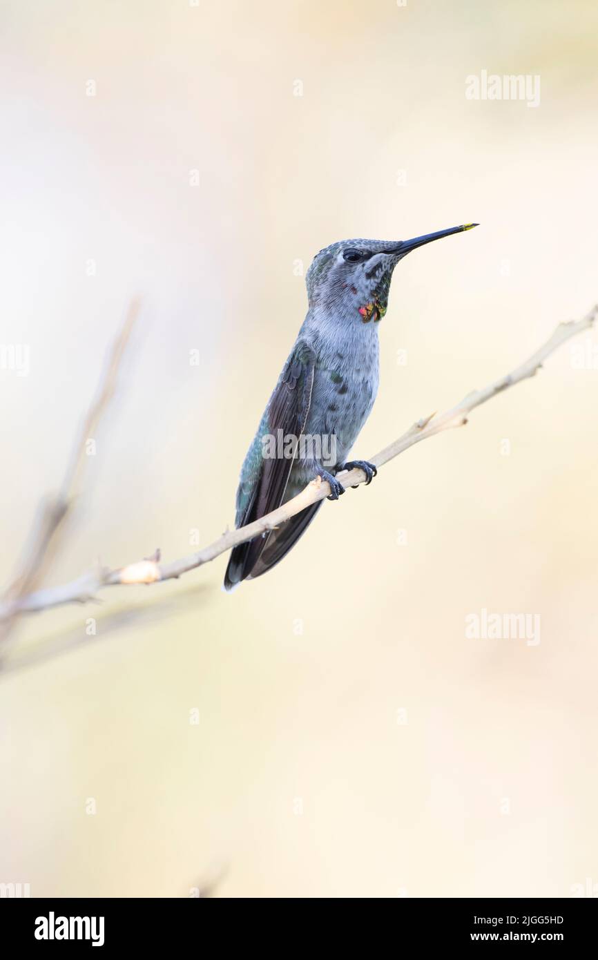 Anna's hummingbird, sub-adult male, Calypte anna, perched on a small branch in California's San Joaquin Valley. Stock Photo