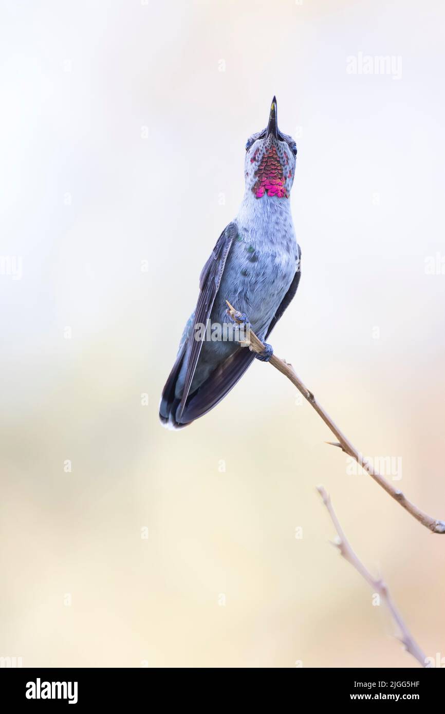 A sub-adult male Anna's hummingbird, Calypte anna, perched on a small branch in the Grasslands Ecological Area, CA. Stock Photo