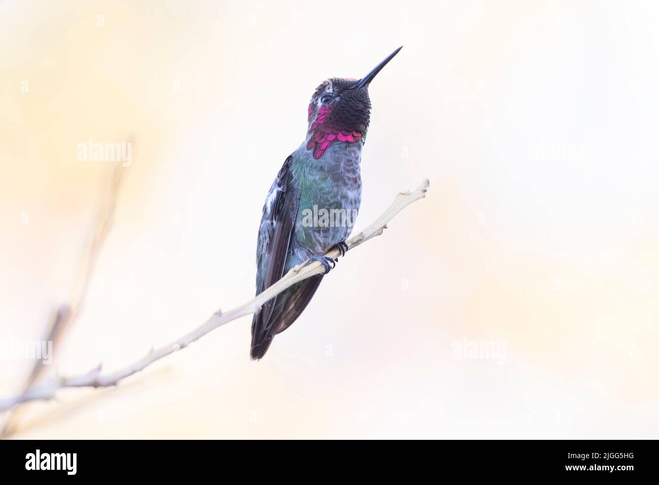 An adult male Anna's hummingbird, Calypte anna, perched on a territorial branch in California's San Joaquin Valley. Stock Photo