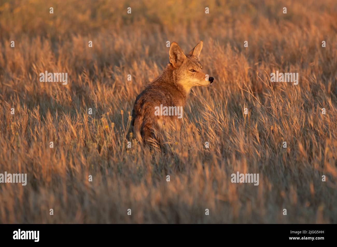 Adult Coyote pauses in grassland during an early morning hunt on the San Luis NWR in Merced County, CA Stock Photo