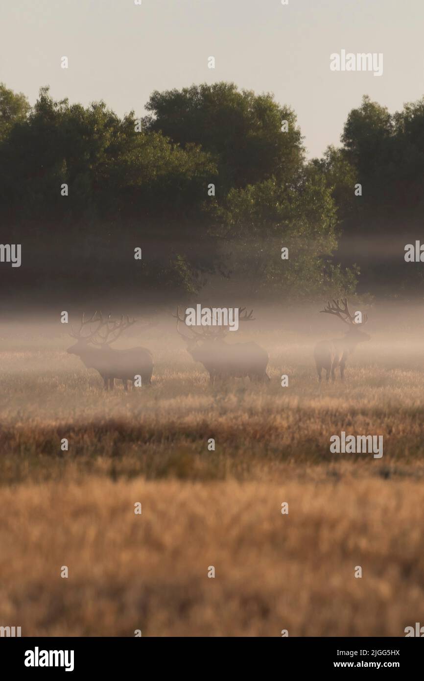 Tule Elk bull herd silouetted in an early morning ground fog at the San Luis NWR in California's San Joaquin Valley. Stock Photo