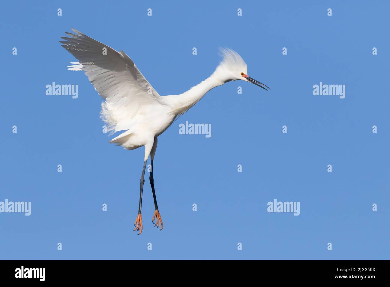 An adult Snowy Egret, Egretta thula, in breeding plumage coming in for a landing in the San Joaquin Valley, CA. Stock Photo