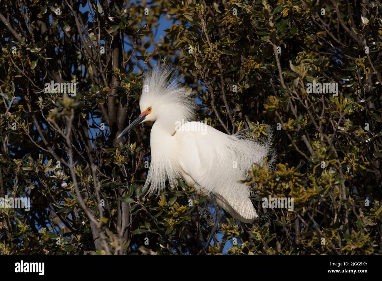 Adult Snowy Egret, Egretta thula, perched in a colonial nesting area in California's San Joaquin Valley. Stock Photo