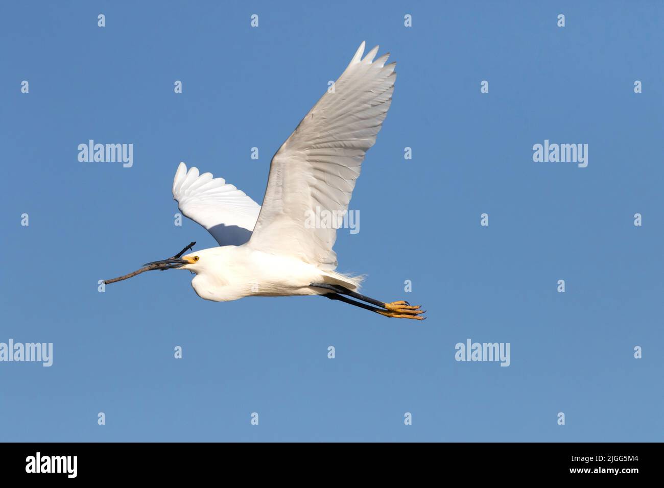 A Snowy Egret, Egretta thula, carries nesting material back to a colonial nesting location in the San Joaquin Valley, CA. Stock Photo