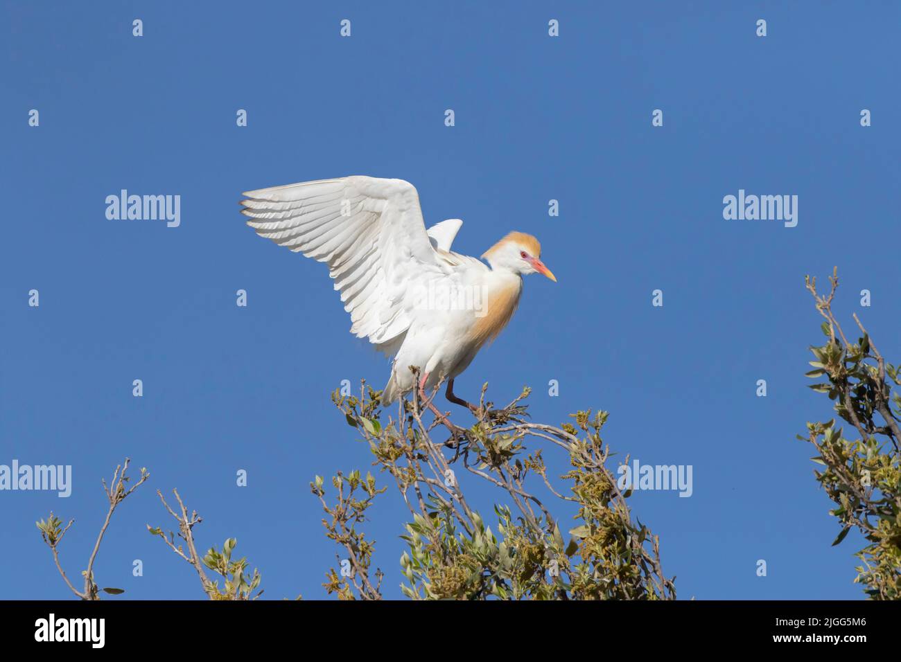 Adult Cattle Egret, Bubulcus ibis, in breeding plumage lands atop an oak tree in California's San Joaquin Valley. Stock Photo