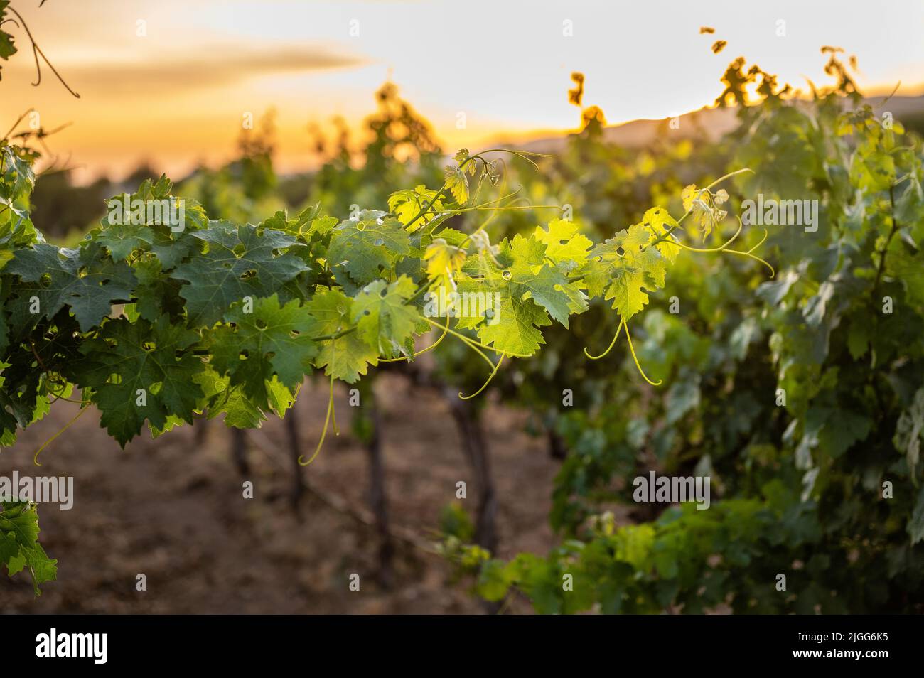 Agua dulce winery hi-res stock photography and images - Alamy