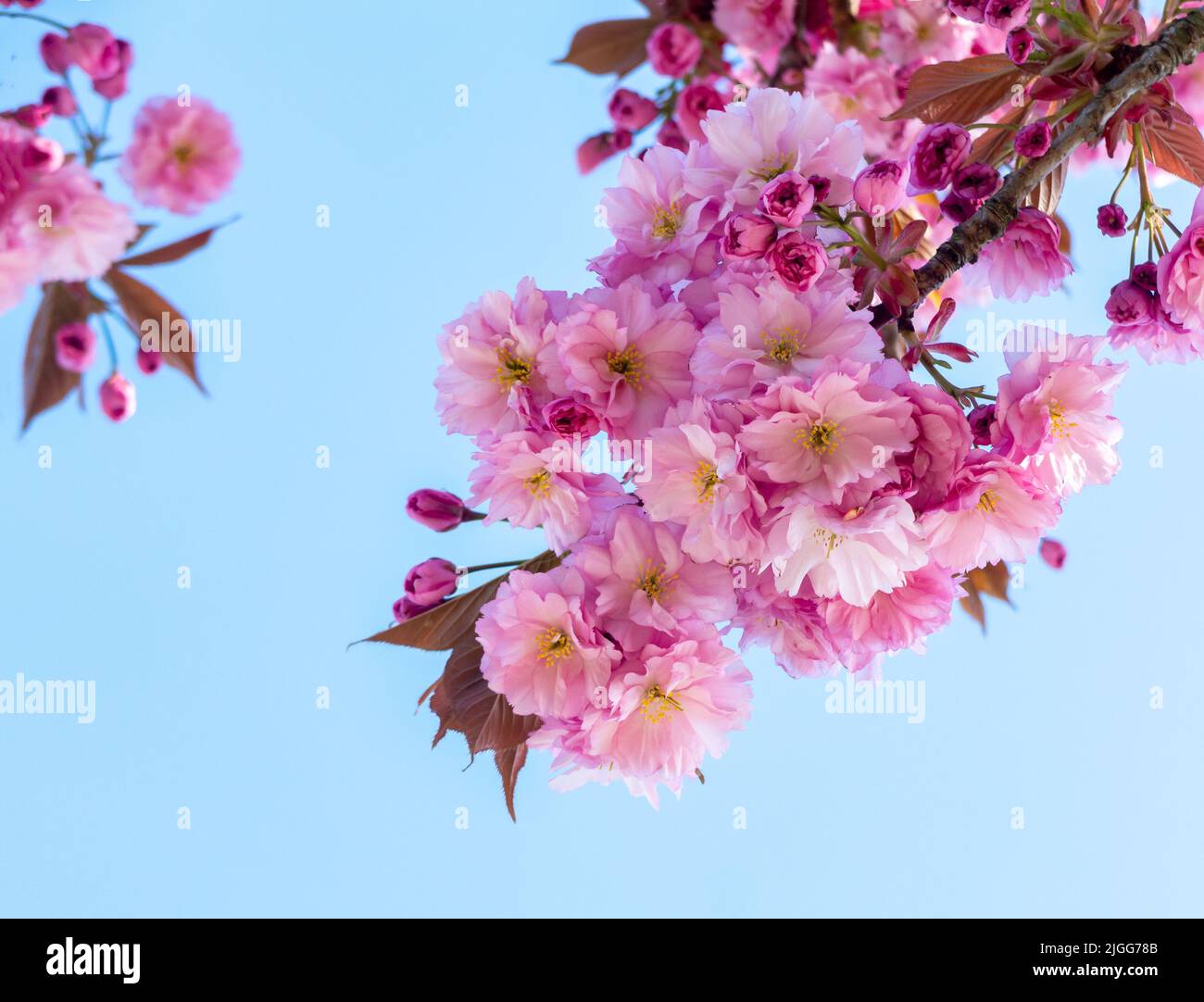 A close-up shot of a cherry blossom tree in the daytime Stock Photo - Alamy
