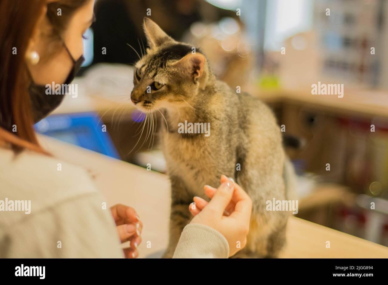 A woman standing in front of a gray cat sitting on a counter desk Stock Photo