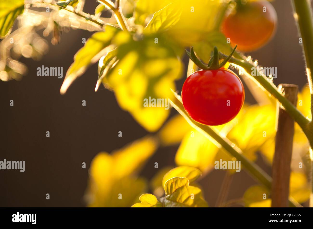 Cherry Tomato Plant Outdoors Close up Stock Photo Alamy cherry-tomato-plant-outdoors-close-up-stock-photo-alamy