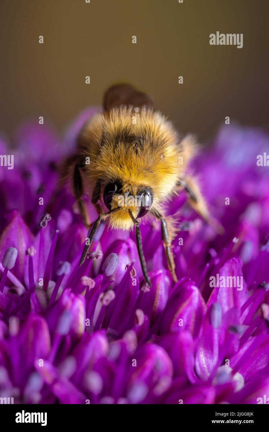 Macro shot of a bee on a jumbo garlic flower Stock Photo Alamy