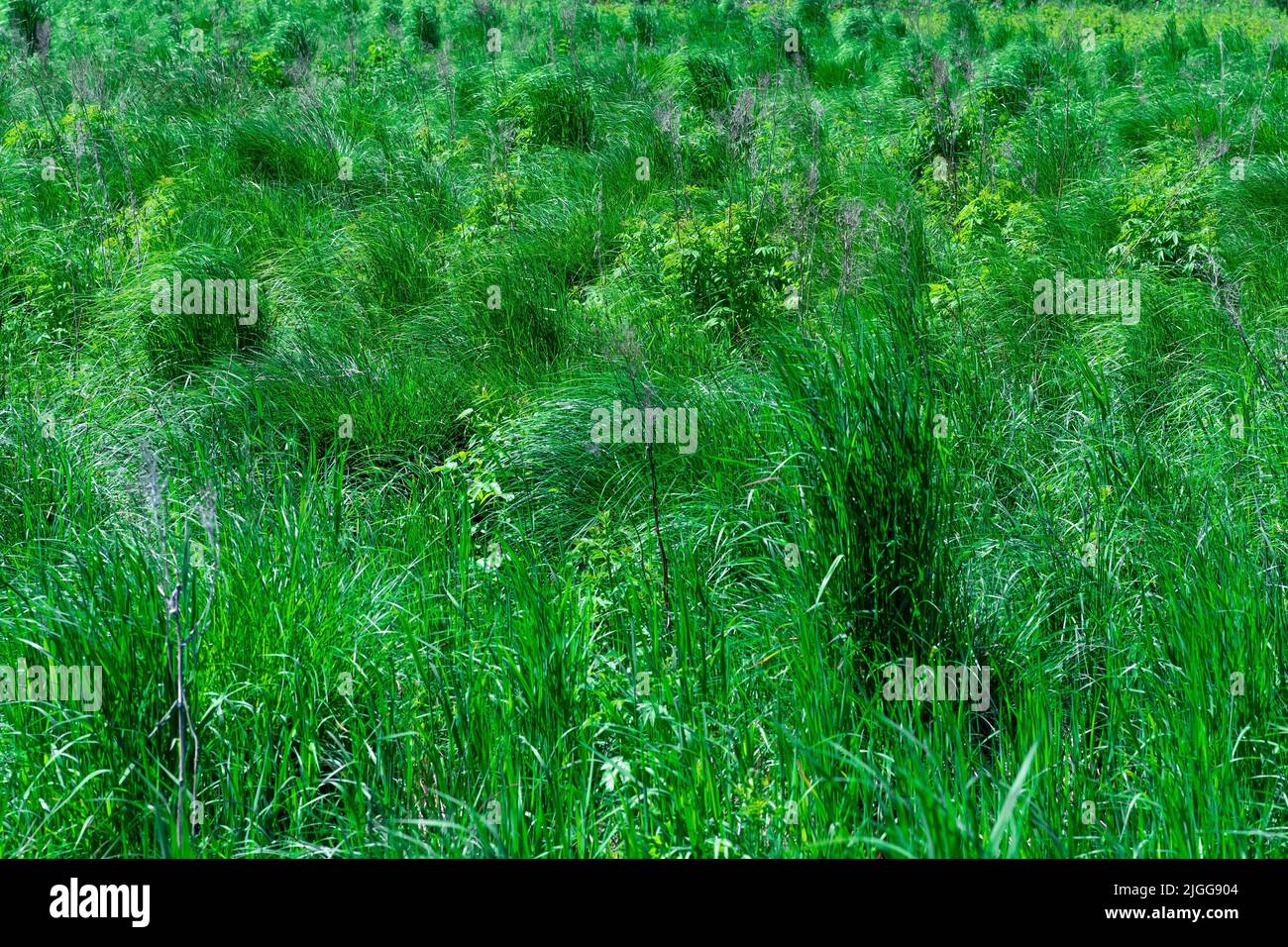 swampy fenmeadow with green grass tussocks Stock Photo Alamy