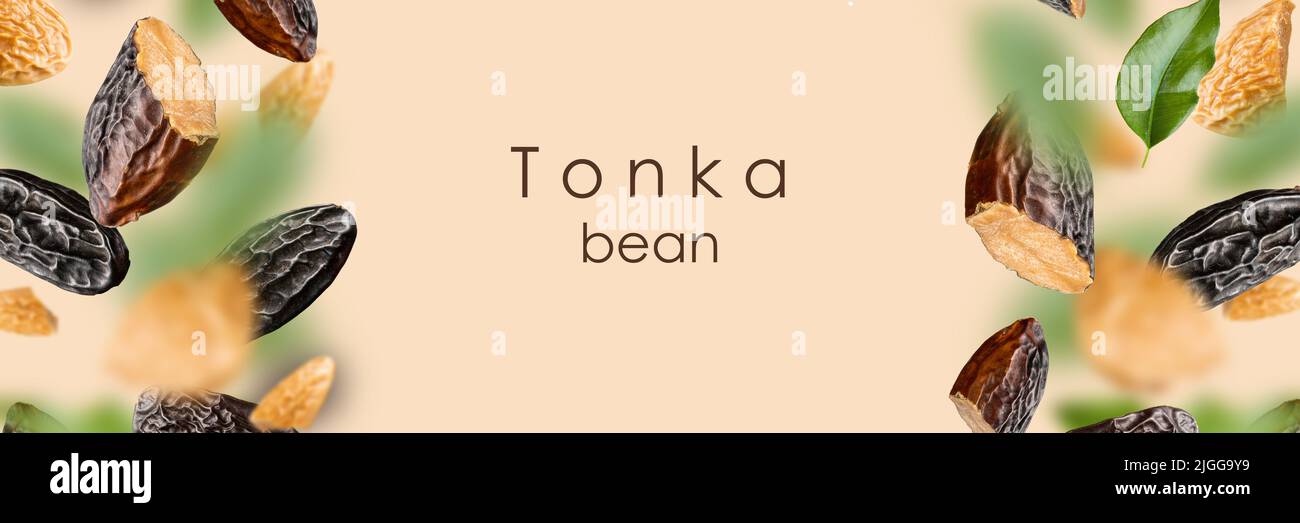 Tonka beans and green leaves float on a beige background. Dipteryx odorata is known as tonka