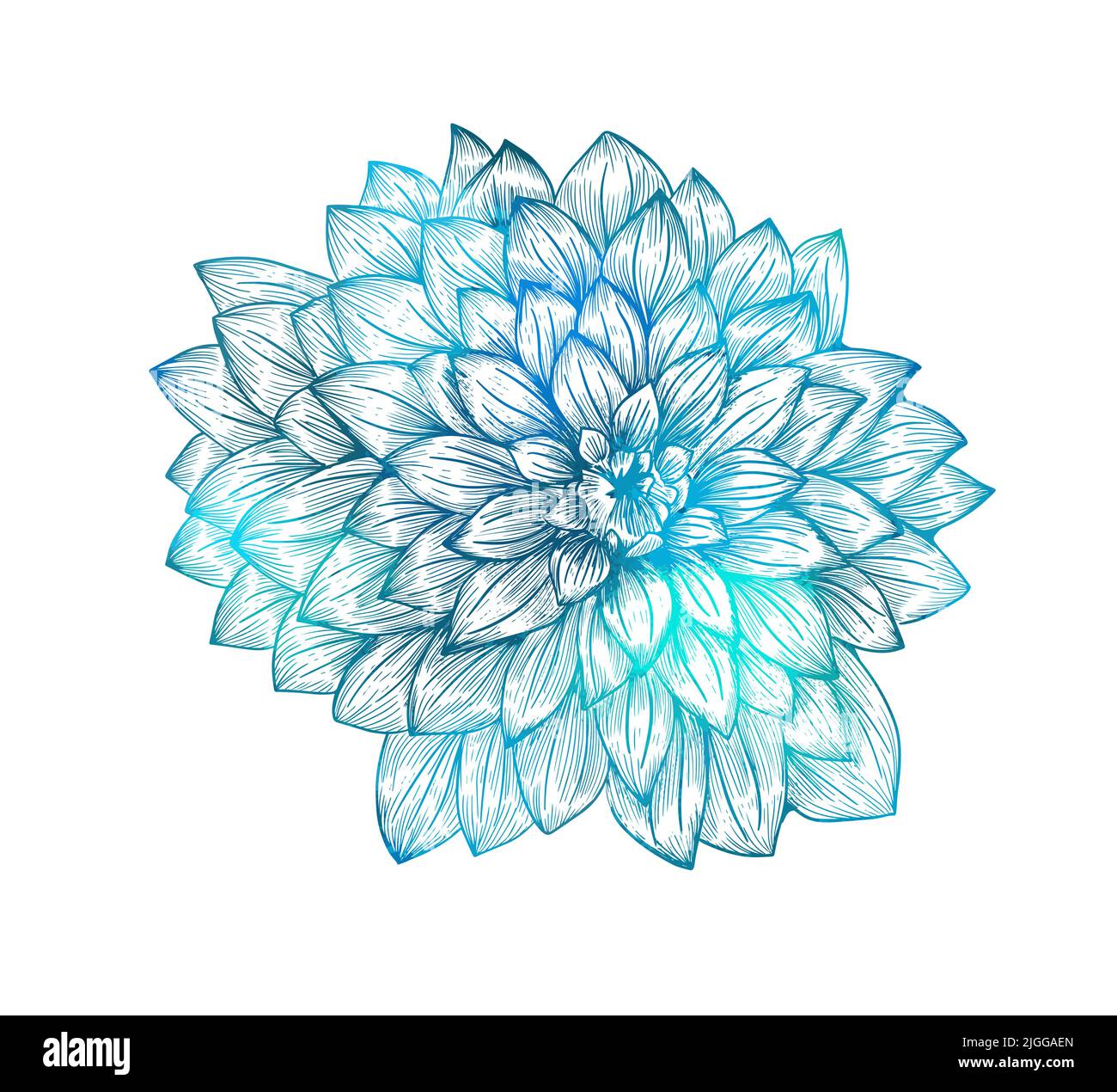 Blue chrysanthemum. Colored and lined chrysanthemum isolated flower