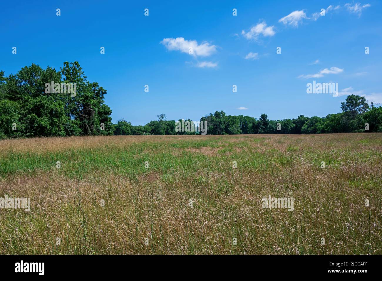 Grassland meadow bordered by trees. They are an open habitat, or field, vegetated by grasses, herbs, or non-woody plants. Stock Photo