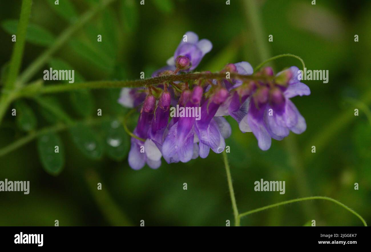 Closeup of Hairy Vetch (Vicia villosa) purple flowers against green vegetative background. Stock Photo