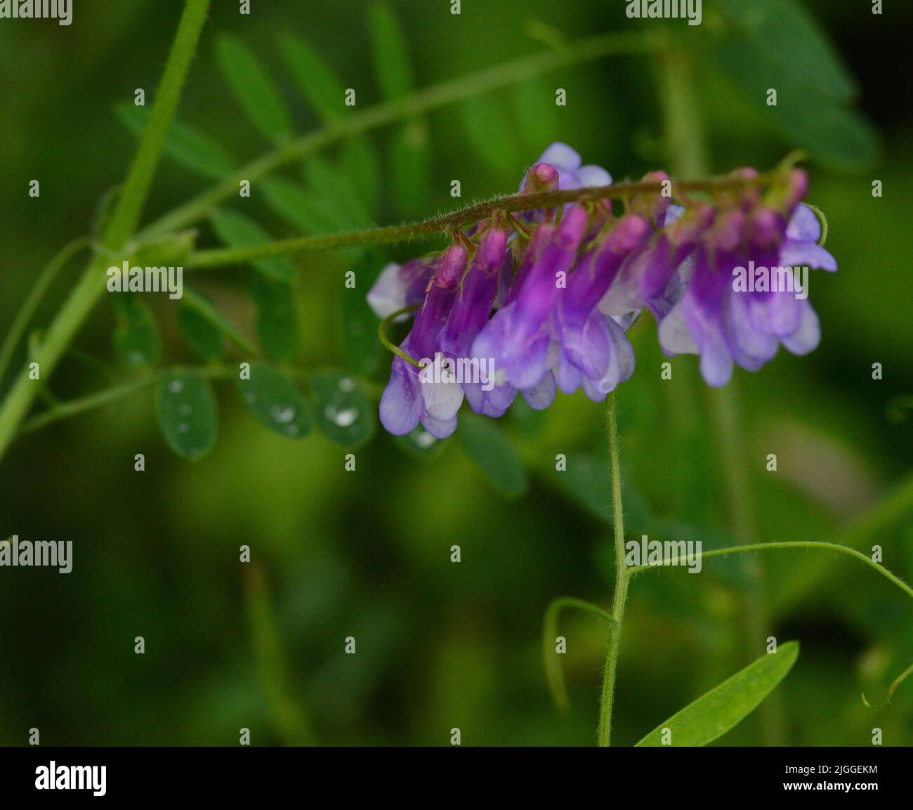 Closeup of Hairy Vetch (Vicia villosa) purple flowers against green vegetative background. Stock Photo