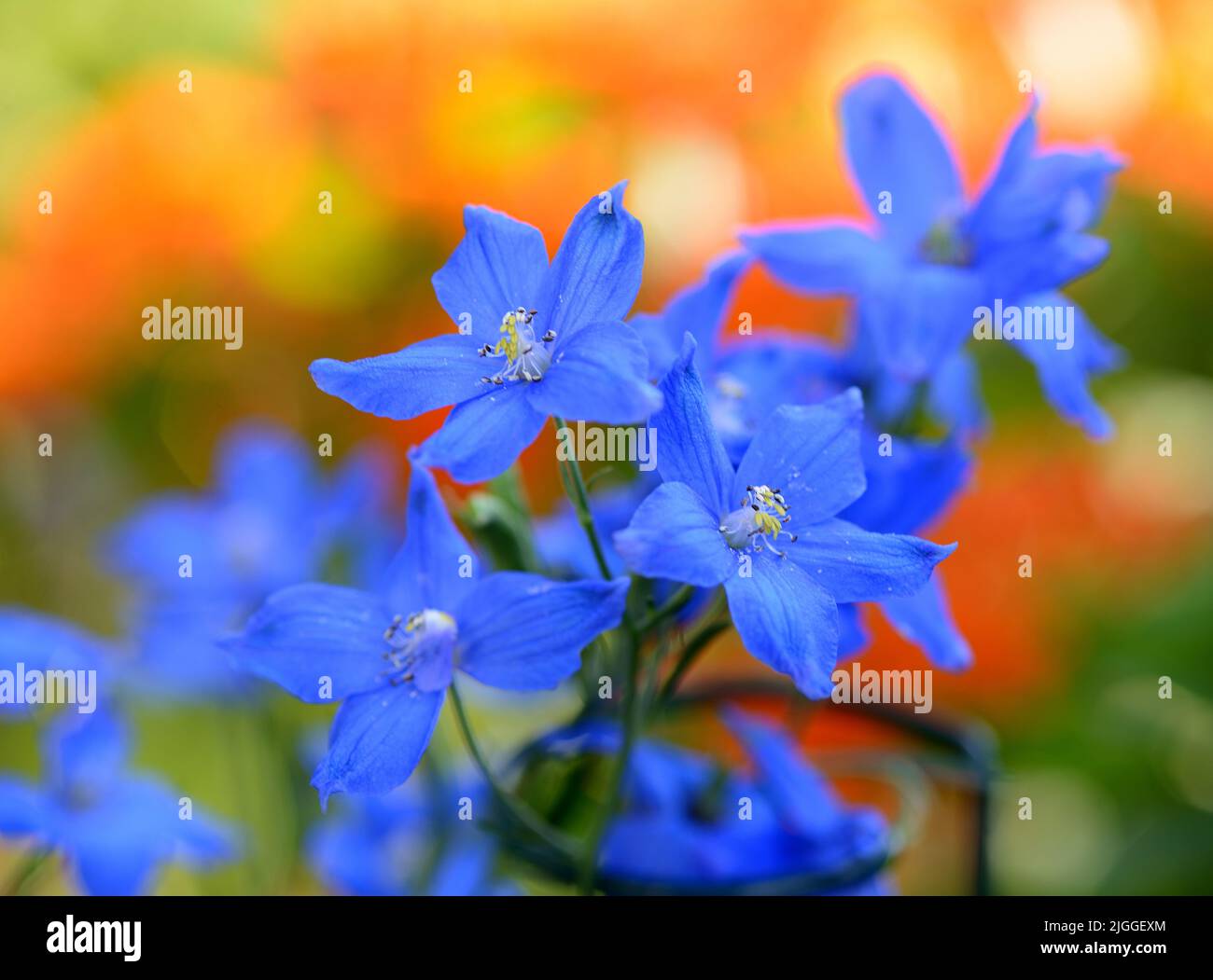 Brilliant Blue Delphinium flowers against a bright blurred orange background. Stock Photo