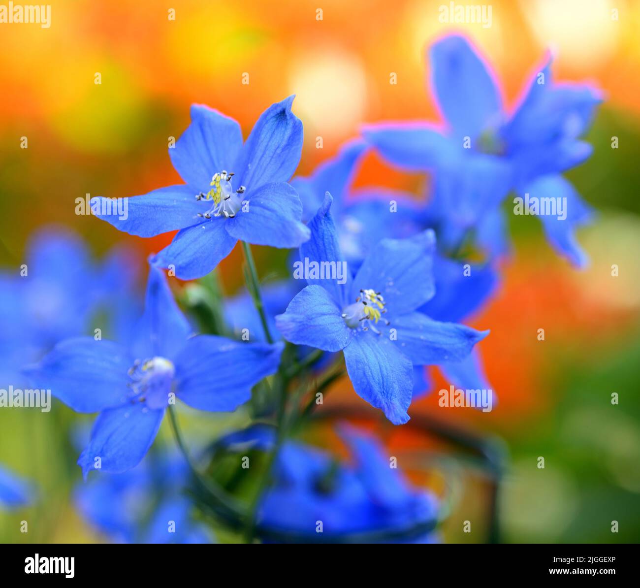 Brilliant Blue Delphinium flowers against a bright blurred orange background. Stock Photo