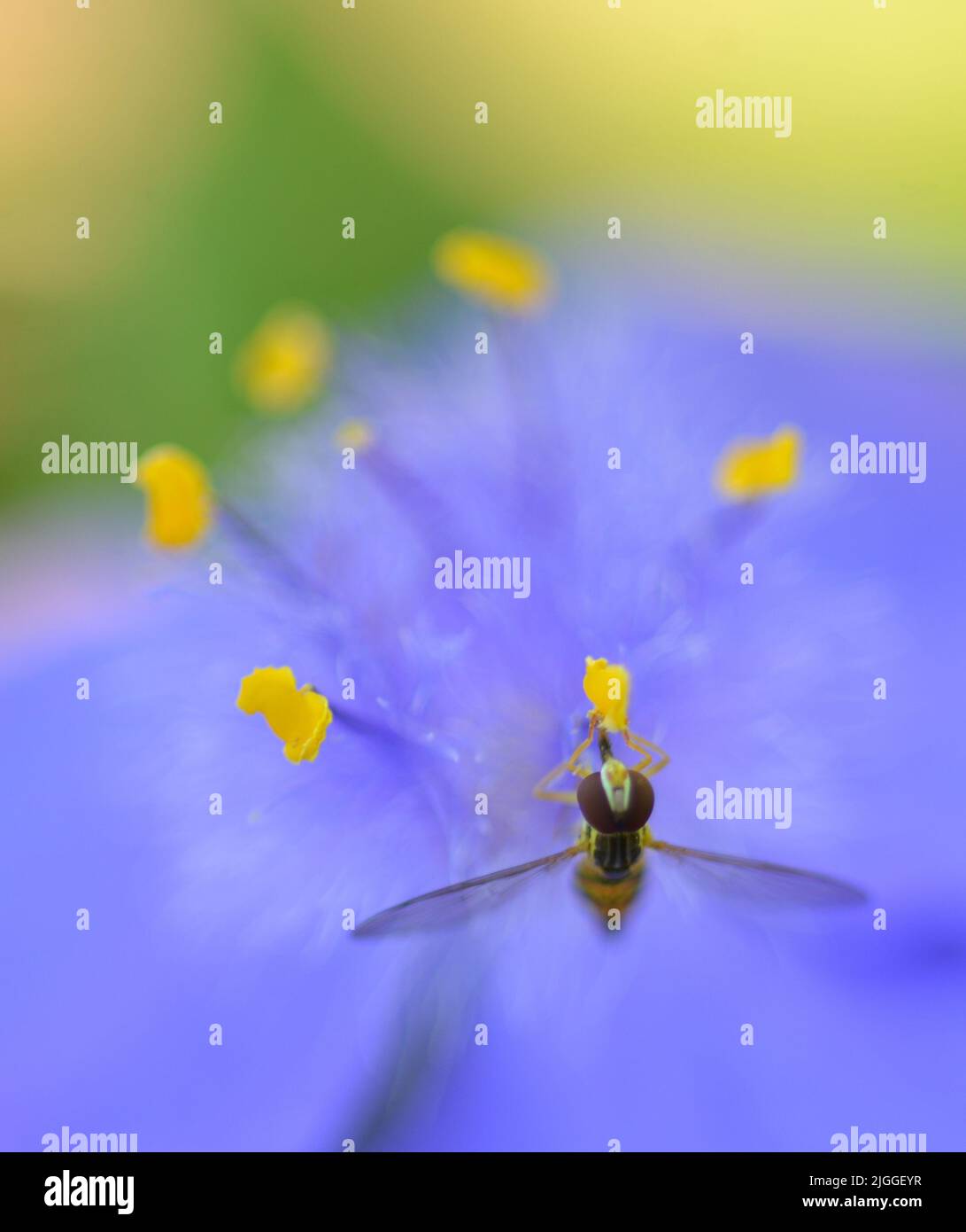Closeup of a blue spiderwort (Tradescantia) flower showing syrphid fly (Toxomerus ssp) upside down on a yellow anther. Stock Photo