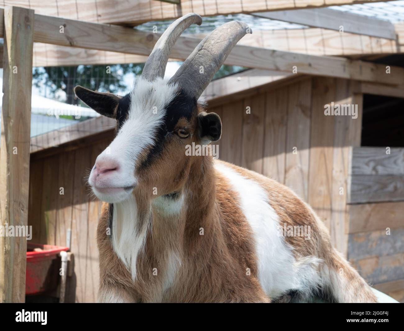 A brown, white, and black goat with horns resting in an enclosure. Stock Photo
