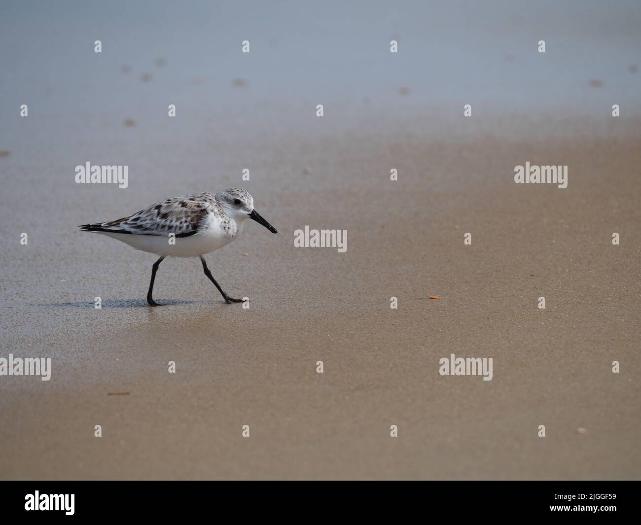 Adult Sanderling with black legs and beak walking on a sandy beach in North Carolina. Photographed in profile with a shallow depth of field. Stock Photo
