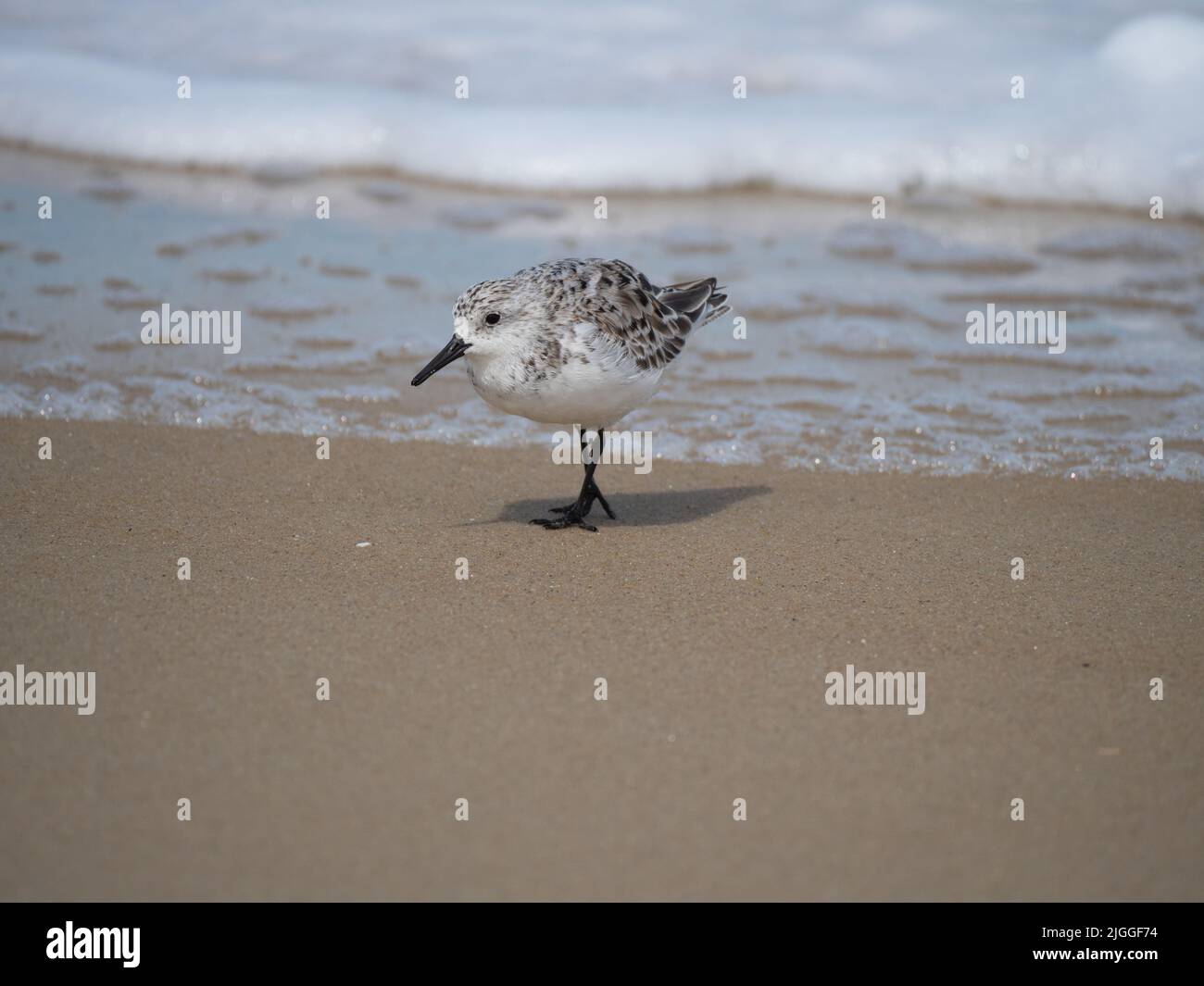 Adult Sanderling with black legs and beak walking on a sandy beach with sea foam in the background in North Carolina. Photographed in profile with a s Stock Photo
